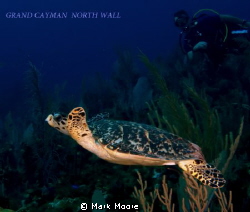 North wall Grand Cayman by Mark Moore 
